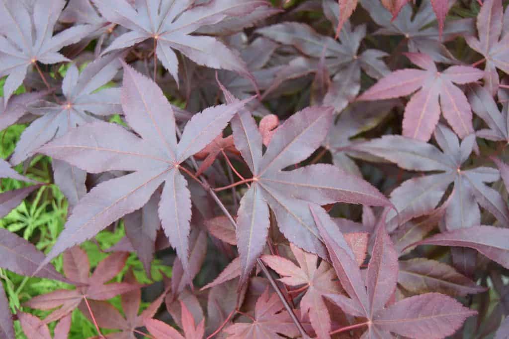Acer palmatum 'Bloodgood' 175-200 cm